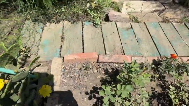 Что с нашим садом и огородом спустя неделю без полива.