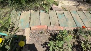 Что с нашим садом и огородом спустя неделю без полива.