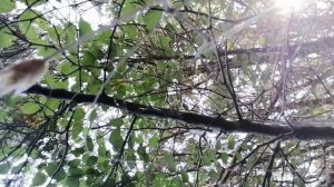 VID_20250805_112909.mp4
