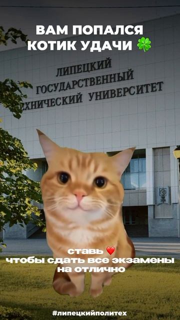 Котик удачи на экзаменах