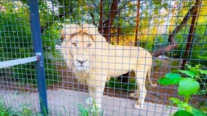 Я испортила песню белому льву и проведала Львов в золотом прайде❤️