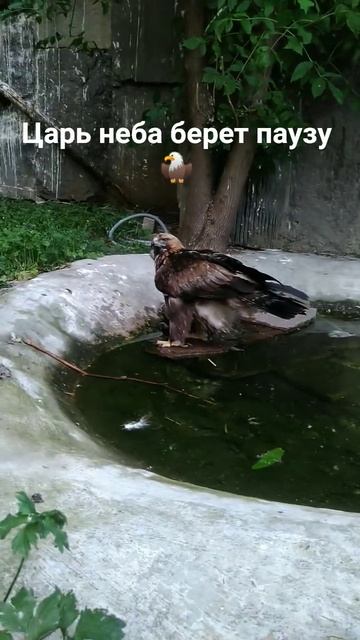 Величие и спокойствие_ редкие кадры отдыха беркута 🦅