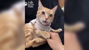 Попробуй не засмеяться 🥰 Лучшие приколы с котами и собаками