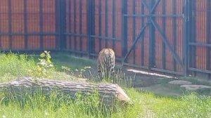 FJPO5753-09.06.2026-Видео от Ивана