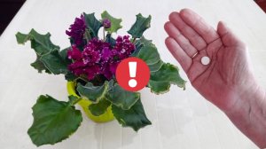 1 таблетка под любой цветок! Попрут на глазах. Проверенный рецепт!
