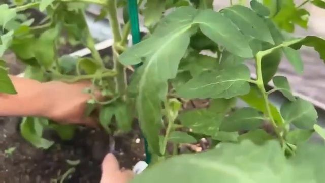 Только так формируют низкорослые томаты.