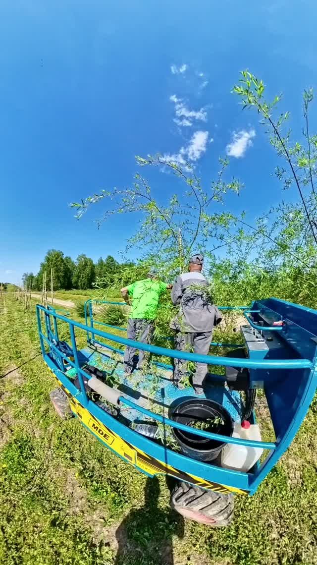 Обрезка деревьев в питомнике растений