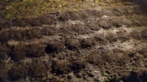 12-10-2025 Вечер, дача, чеснок посадил, золой просыпал, СДАЧНИК, sdachnik