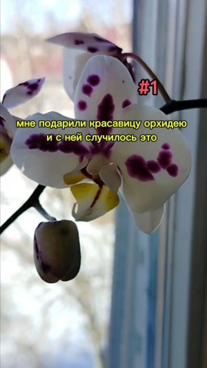 #1 Мне подарили красавицу орхидею ,и с ней случилось это ..🌿#орхидея #растения #сад #plants #orchid