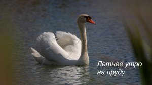 Летнее утро на пруду