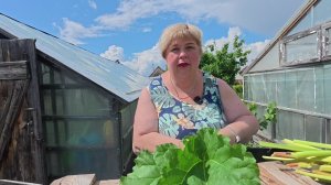 На даче  самые вкусные пирожки из ревня. Ждём  гостей, Абдугани  сделал полочку в баню.