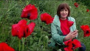 Памятное видео о маках горы Бештау .   Сюжеты  многолетней давности.