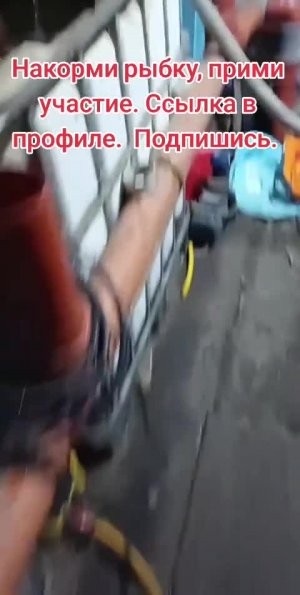 Веду эфиры чтобы набрать на корм рыбкам восстановить сломанную теплицу. #теплица #деревня #аквафе...