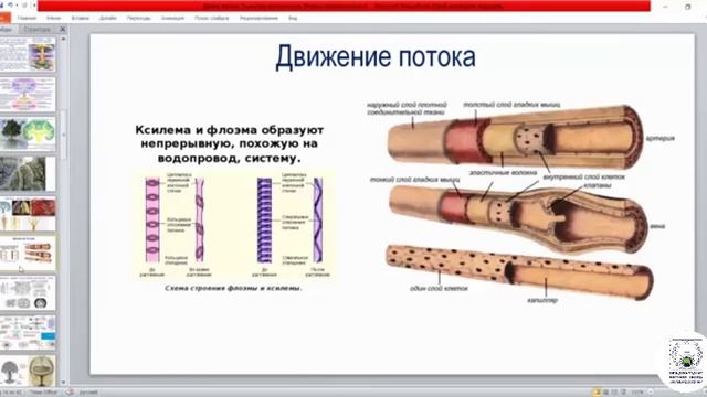 Фрактальная геометрия природы
