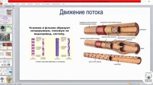 Фрактальная геометрия природы
