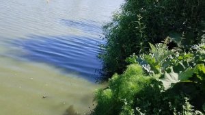 За карпами - лезем в воду! Завоз корабликом и отличный отдых. Рыбалка на поплавок и кормачки.