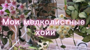 Хойи подросли!Обзор на мелколистные!
