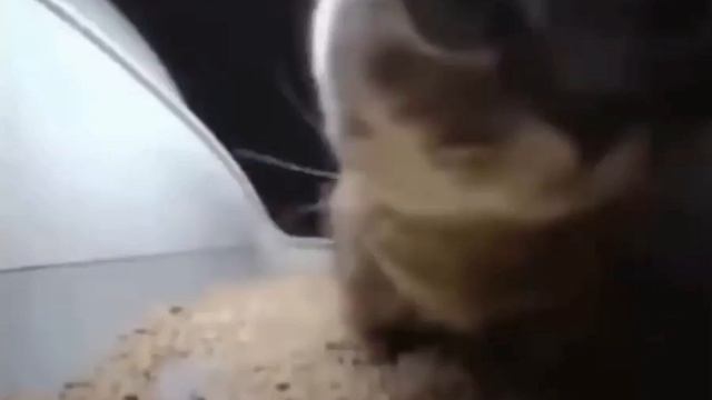 Кот танцует под Chipi-Chipi-Chapa-Chapa 10 минут