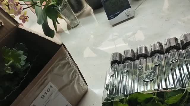 VLOG аж 24 саженца😜. Опять начнём с понедельника 🤣 (1) смотреть онлайн