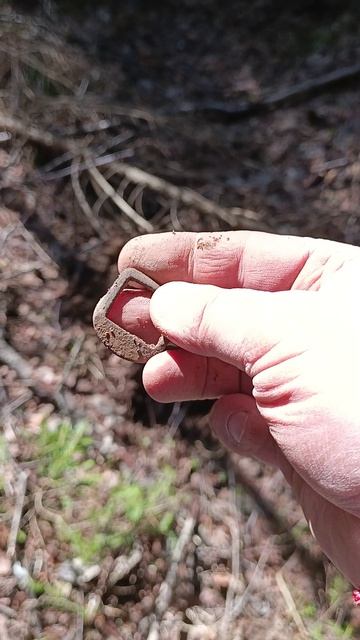 Попадаются всякие пряжки #shorts #metaldetecting #находкисметаллоискателем #другаяжизнь #древность