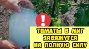 Томаты в миг пойдут в рост! Подкормка в ИЮНЕ. Не пропусти и получите богатый урожай!
