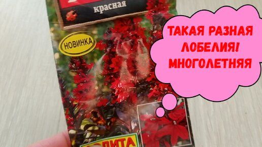 #лобелиямноголетняя ТАКАЯ РАЗНАЯ ЛОБЕЛИЯ!МНОГОЛЕТНЯЯ #лобелияизсемян#лобелиянарассаду#лобелиямноголе