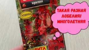 #лобелиямноголетняя ТАКАЯ РАЗНАЯ ЛОБЕЛИЯ!МНОГОЛЕТНЯЯ #лобелияизсемян#лобелиянарассаду#лобелиямноголе