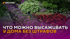 Цветущий двор своими руками: как законно обустроить клумбу возле дома
