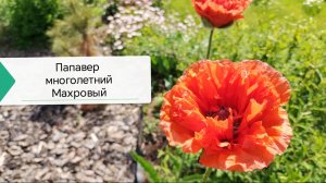 Папавер многолетний махровый, я думала, что он не жилец, а он выжил, да еще и зацвёл!