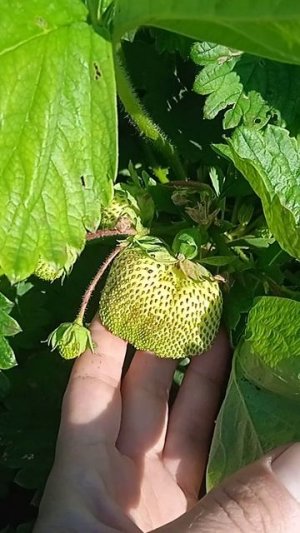 Сорт клубники Гигантела Максим оправдывает свое название