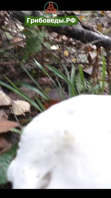 Рядовка белая - Tricholoma album. Яркий гриб с мерзким запахом. смотреть онлайн