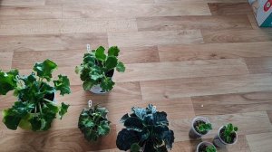 Почему не укореняются листья фиалок. Ошибки в укоренении фиалок