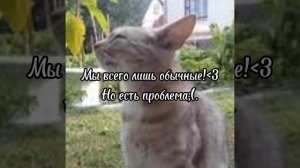 —Гадайте