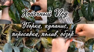 Хойечный Vlog. Уборка, купание, пересадка, полив, обзор.