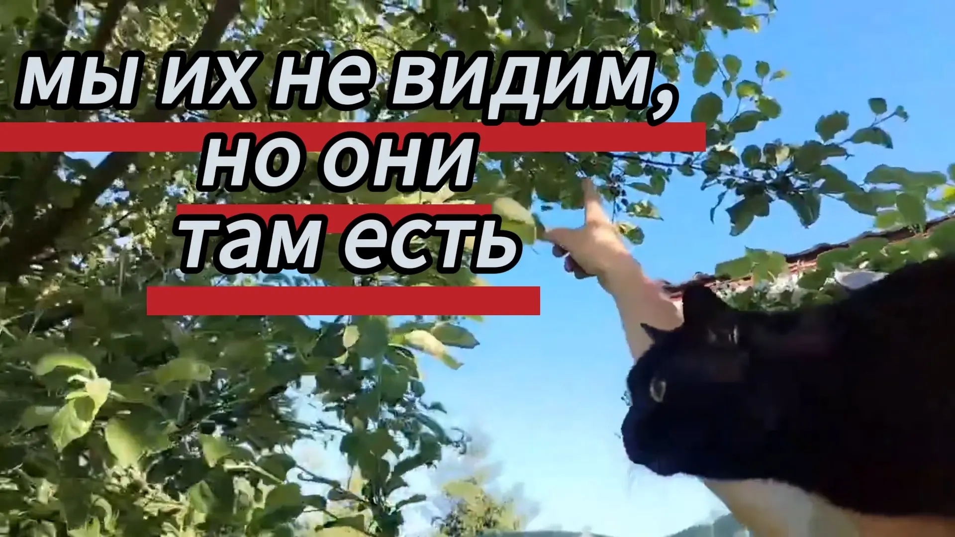 Мы их не видим, но они там есть🤩 Заканчиваем с покраской сарая. Сад все краше и краше. 06.06.2026