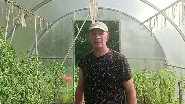 Как сформировать высокорослые 🍅 Помидоры.