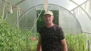 Как сформировать высокорослые 🍅 Помидоры.