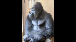 Знаменитая горилла Киёмаса погрузился в глубокие раздумья после ссоры со своей подругой