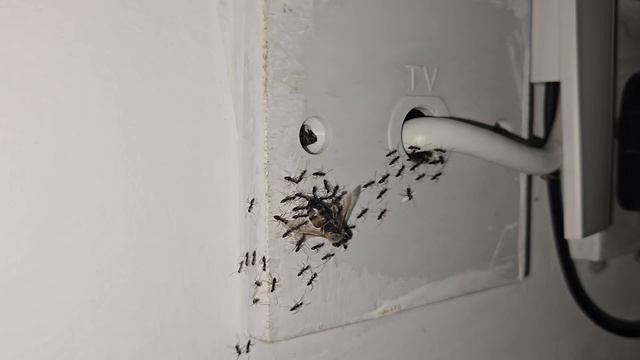 Из жизни муравьев