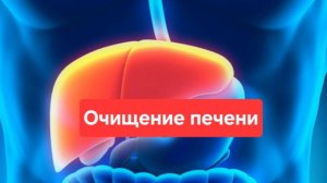 Как очистить печень. Что полезно для печени. Как нормализовать холестерин.