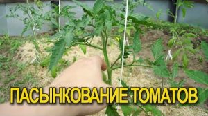 Пасынкование помидоров: как удалять пасынки, схемы формирования для теплицы и открытого грунта