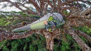 Одиночное восхождение и ночёвка в палатке на гигантском фиговом дереве -  душителе.