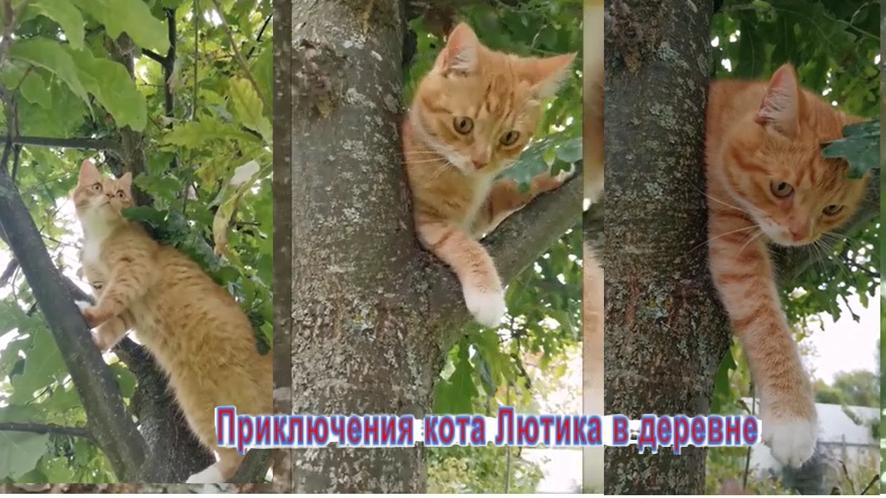 Жизнь городского кота в деревне. Весёлые приключения кота  Лютика в деревне. Кот в доме.