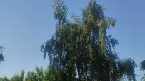10 день лета как обещал волшебник....