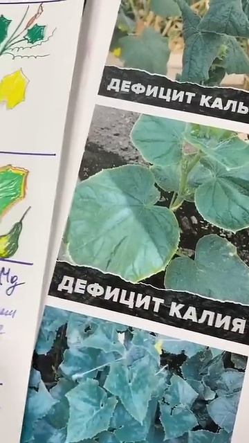 Болезни огурцов.