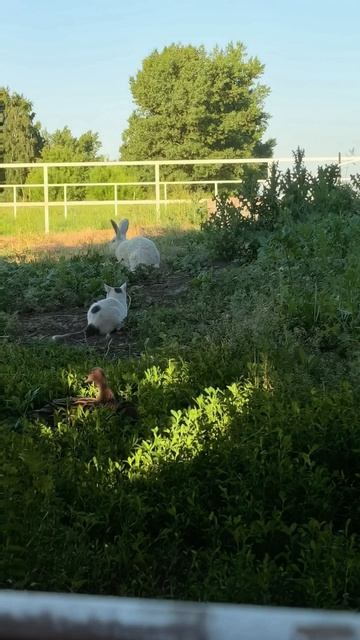 Концерт по заявкам #животные #лето #жизньзагородом