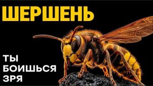 Шершень безжалостный убийца или главный помощник вашего сада