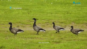 Почему у лысух появились одуванчики, зачем чёрному гусю навигатор и куда поплыли кабаны