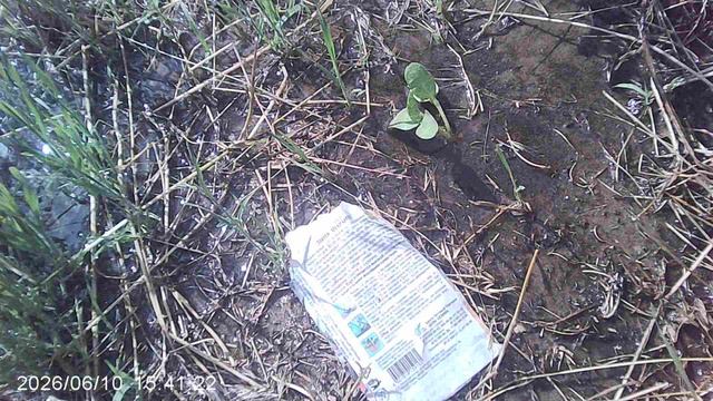Полив обнаруженного всхода дыни ШАРАНТЕ. Хотя доподлинно неизвестно: дыня этот или нет!
