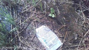 Полив обнаруженного всхода дыни ШАРАНТЕ. Хотя доподлинно неизвестно: дыня этот или нет!